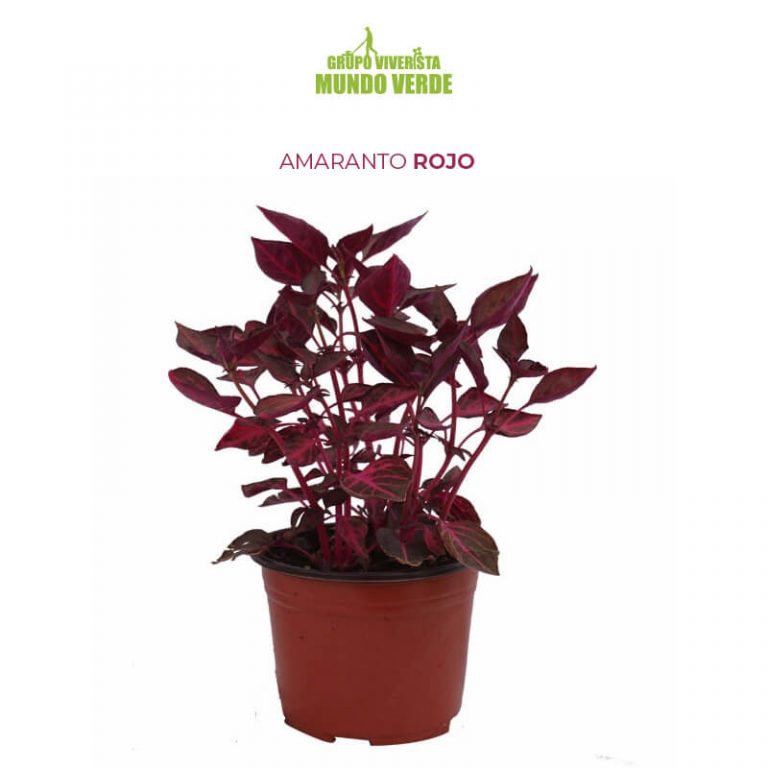 Compra Amaranto rojo con envío gratis Grupo Viverista Mundo Verde
