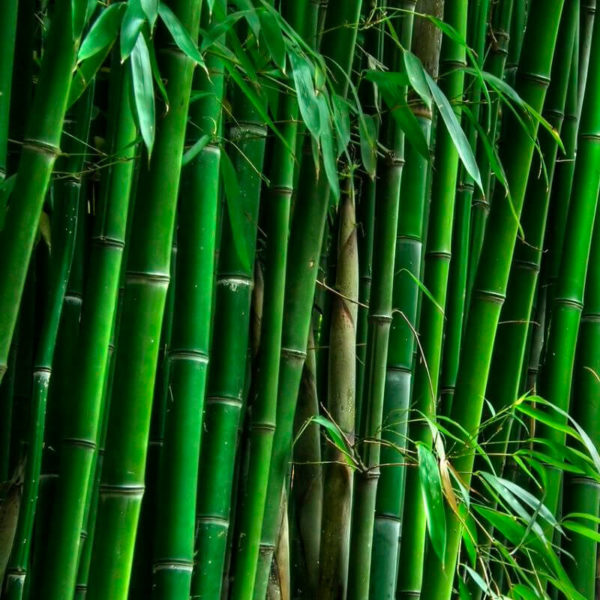 Bambú tarro