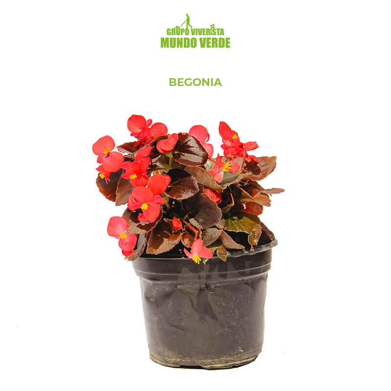 Compra Begonia con envío gratis | Grupo Viverista Mundo Verde