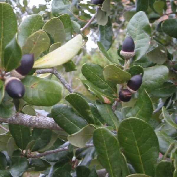 Quercus virginiana