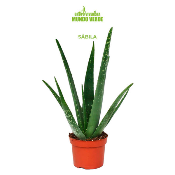 Sábila (Aloe vera)