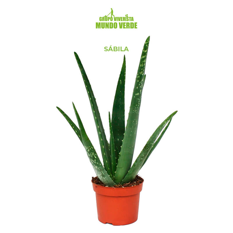 Sábila (Aloe vera) | Grupo Viverista Mundo Verde 🌿
