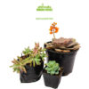 Paquete de suculentas Paquete de suculentas