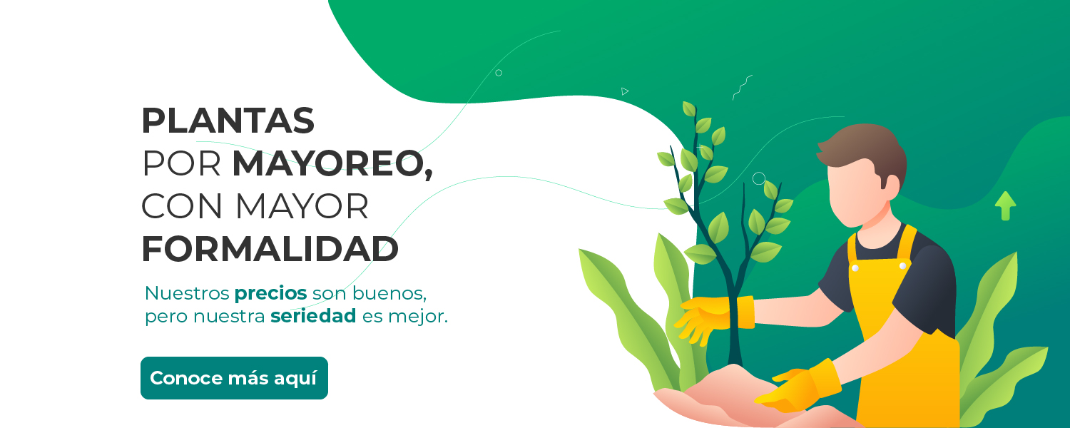 Plantas por mayoreo Plantas por mayoreo