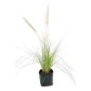 pasto pennisetum