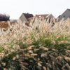 pasto pennisetum